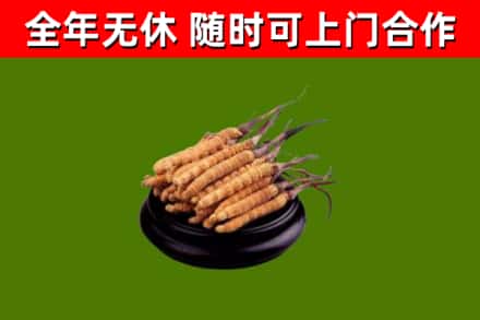 佛坪回收散虫草