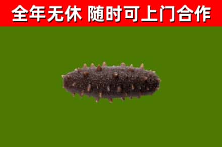 佛坪烟酒回收干海参.jpg